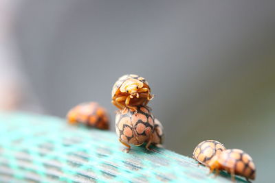 Close-up of shell on table