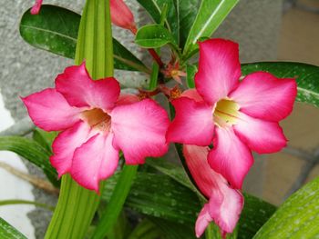 Close-up of pink flowers