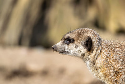 Close-up of an animal