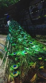 Close-up of peacock on tree