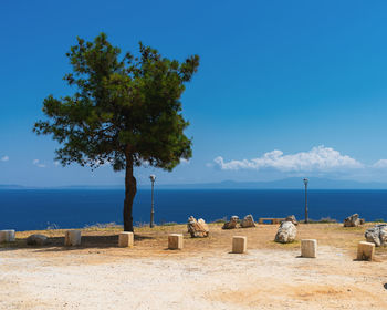 Tree on the background of the blue sea