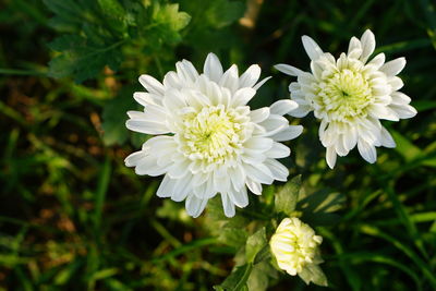 Close-up of white flowering plant