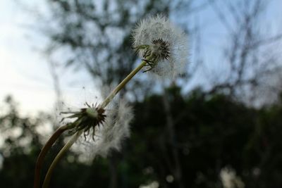 Close-up of insect on flower