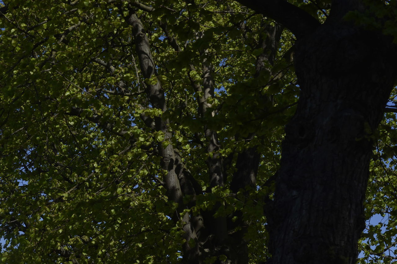 LOW ANGLE VIEW OF A TREE TRUNK