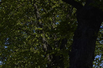 Low angle view of a tree