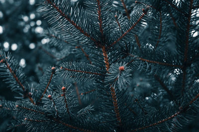 Close-up of tree branch during winter