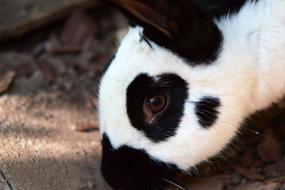 Close-up portrait rabbit on field