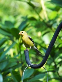 Close-up of bird perching on tree