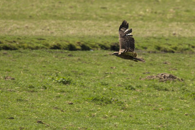 Bird flying over a field