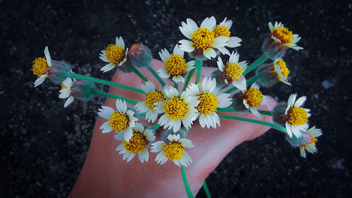 Close-up of hand holding yellow flowering plant