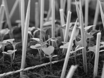 Close-up of sprouts growing on field