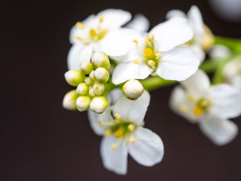 Close-up of white flowers over white background