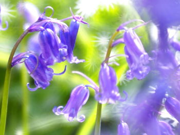 Close-up of purple flowers