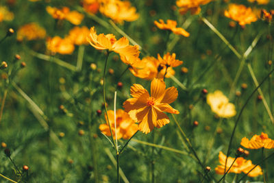 Close-up of yellow flowering plant on field