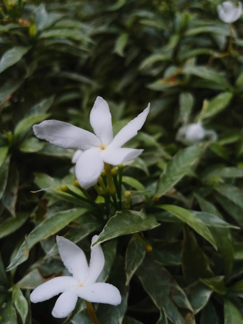 flower, plant, flowering plant, beauty in nature, leaf, plant part, freshness, petal, growth, close-up, white, nature, flower head, fragility, inflorescence, no people, outdoors, blossom, springtime, green, frangipani, botany, focus on foreground, day