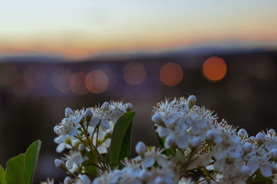 Flowers in the foreground with the city out of focus in the background