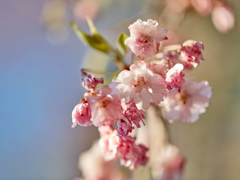 Close-up of pink blossoms