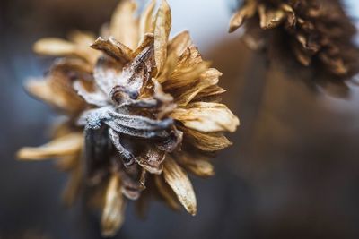 Close-up of wilted flower