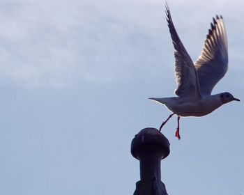 Low angle view of bird flying against sky