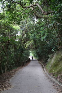 Rear view of people walking on road amidst trees in forest