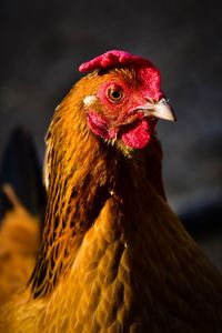 Close-up of a bird