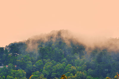 Trees in forest against sky during foggy weather