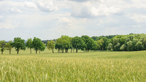 Scenic view of agricultural field against sky