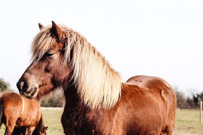 Close-up of horse on field