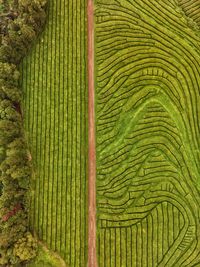 Full frame shot of agricultural field