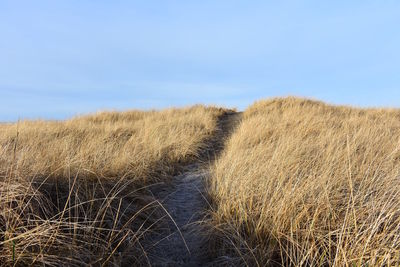 Dry grass on field against sky