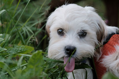 Close-up portrait of white dog