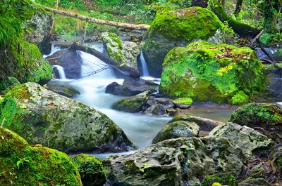 Stream flowing through rocks in forest