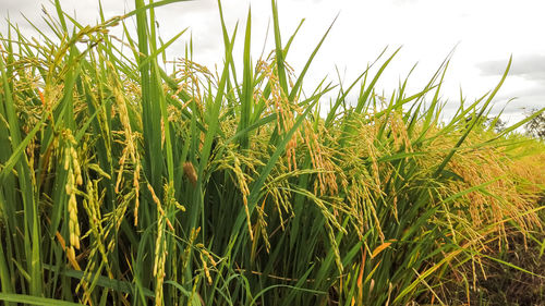 Wheat growing on field against sky