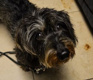 Close-up portrait of a dog