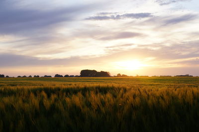 Scenic view of agricultural field against sky during sunset