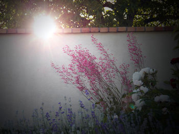 Scenic view of purple flowering plants against sky