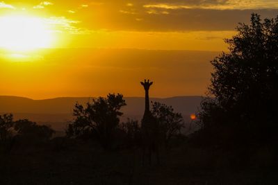Silhouette giraffe by trees against sky at serengeti national park during sunrise