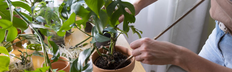 Hands taking care of rhaphidophora  a mini monstera at home. urban jungle. biophilic design