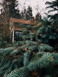 Close-up of pine tree