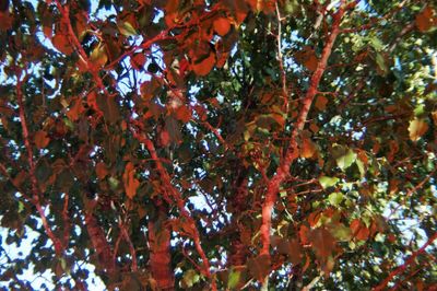 Low angle view of trees during autumn