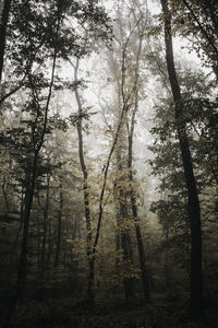 Trees in forest