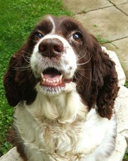 Close-up portrait of dog