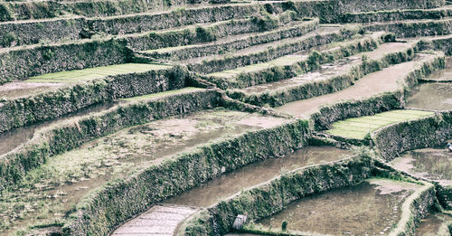 High angle view of agricultural field