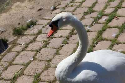 Swan floating on lake