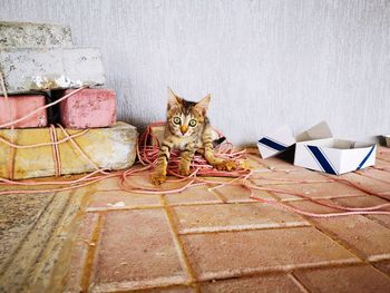 Portrait of cat sitting on tiled floor