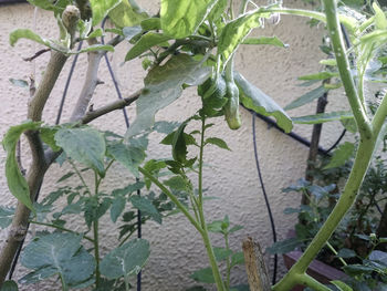 High angle view of lizard on plant