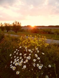 Scenic view of field against sky at sunset