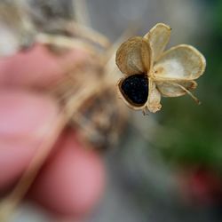 Close-up of insect