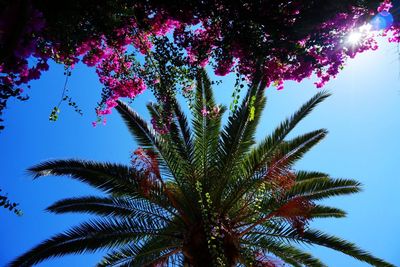 Low angle view of trees against blue sky