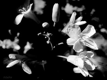 Close-up of flowers